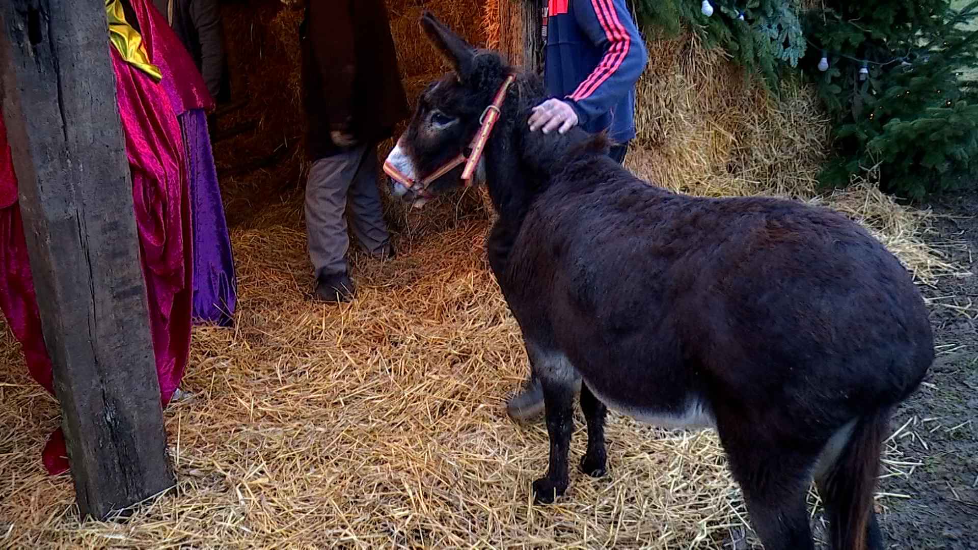 Les Honnelles: une crèche vivante pour le village d'Angre