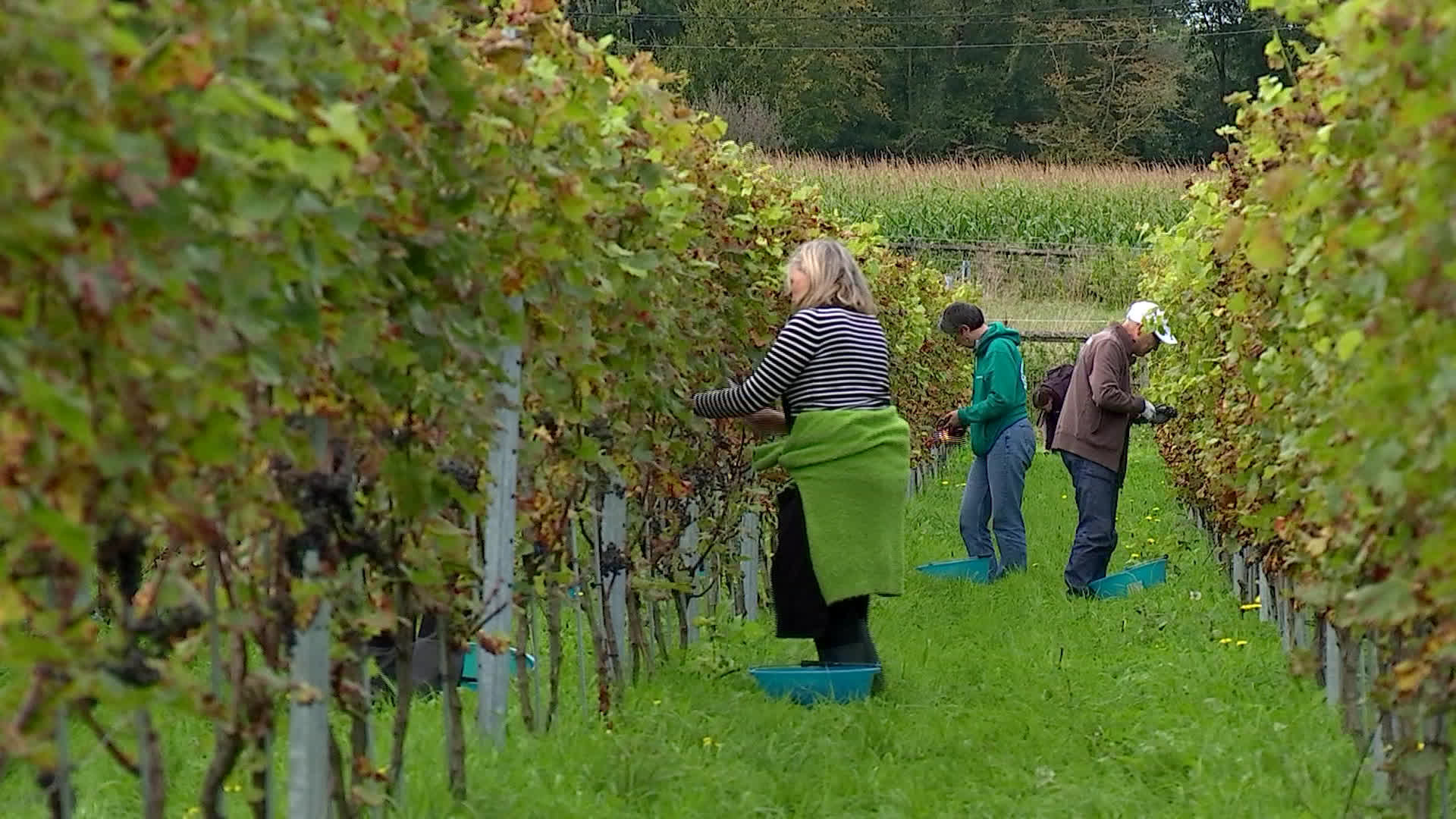 Vendanges maigres mais joyeuses au vignoble de Sirault