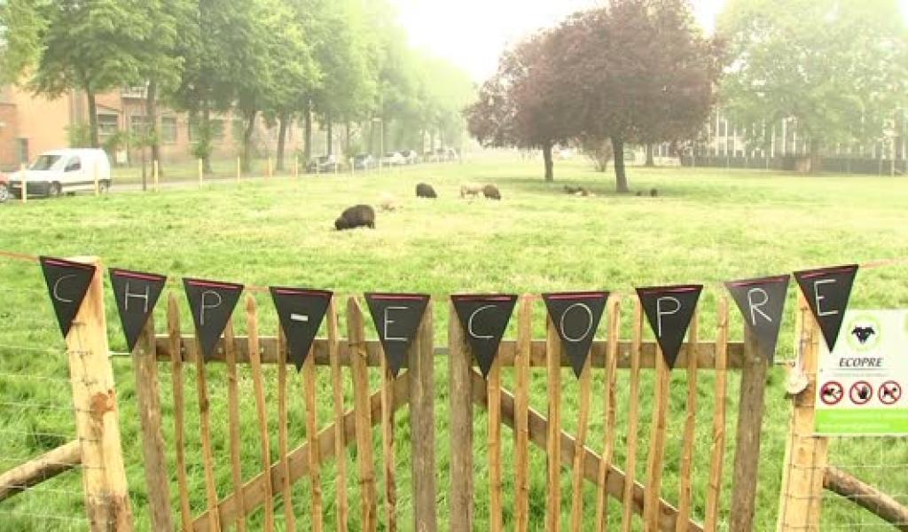 A La Découverte De La Ferme Du Parc à Montignies-lez-Lens | Tele MB