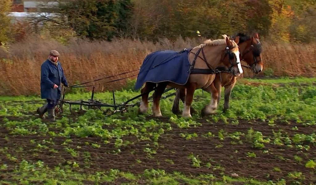 A La Découverte De La Ferme Du Parc à Montignies-lez-Lens | Tele MB